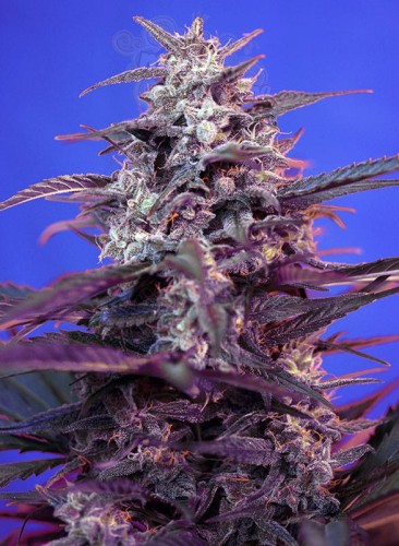 SWEET SEEDS - Bloody Skunk Auto