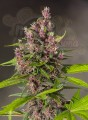 SWEET SEEDS - Bloody Skunk Auto