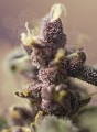 SWEET SEEDS - Bloody Skunk Auto