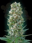 ADVANCED SEEDS - Auto Heavy Bud