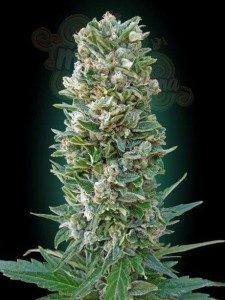ADVANCED SEEDS - Auto Heavy Bud