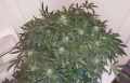 FASTBUDS - Green Crack Auto