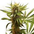 ROYAL QUEEN SEEDS - Northern Light