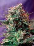 SWEET SEEDS - Jack 47 F1 Fast Version