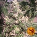 BARNEY’S FARM - Acapulco Gold