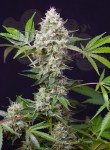 SWEET SEEDS - Blow Mind Auto