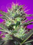 SWEET SEEDS - Botafumeiros