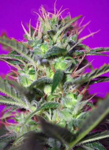 SWEET SEEDS - Botafumeiros