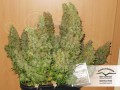 DUTCH PASSION - Auto Mazar®