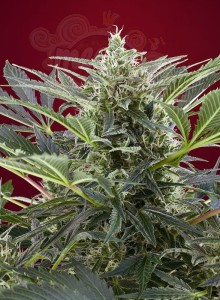 SWEET SEEDS - Cream 47