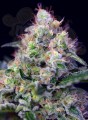 SWEET SEEDS - Cream Caramel