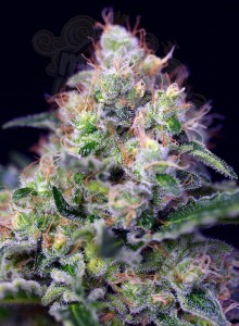 SWEET SEEDS - Cream Caramel