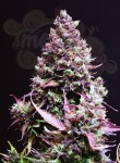 SWEET SEEDS - Cream Caramel Auto