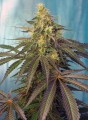SWEET SEEDS - Cream Caramel CBD
