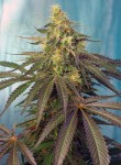 SWEET SEEDS - Cream Caramel CBD