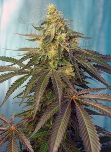 SWEET SEEDS - Cream Caramel CBD
