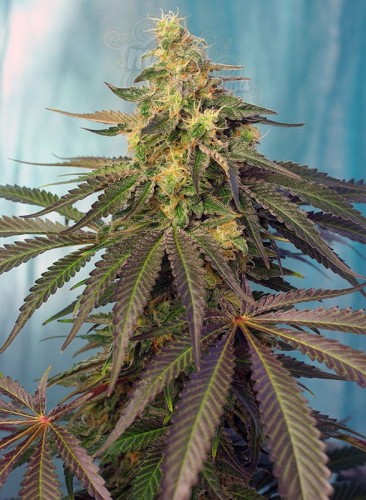 SWEET SEEDS - Cream Caramel CBD