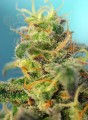 SWEET SEEDS - Cream Caramel CBD