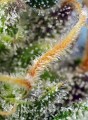SWEET SEEDS - Cream Caramel CBD
