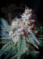 SWEET SEEDS - Cream Caramel F1 Fast Version