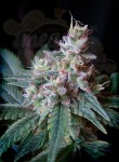 SWEET SEEDS - Cream Caramel F1 Fast Version