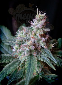 SWEET SEEDS - Cream Caramel F1 Fast Version