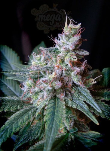 SWEET SEEDS - Cream Caramel F1 Fast Version