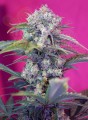 SWEET SEEDS - Cream Mandarine Auto