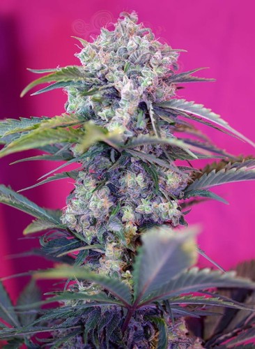 SWEET SEEDS - Cream Mandarine Auto
