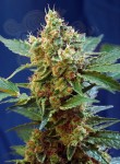 SWEET SEEDS - Cream Mandarine XL Auto