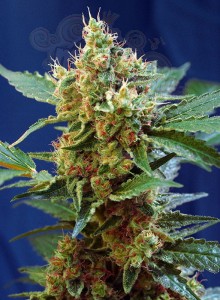 SWEET SEEDS - Cream Mandarine XL Auto