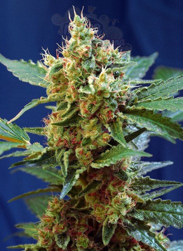 SWEET SEEDS - Cream Mandarine XL Auto