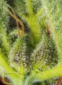 SWEET SEEDS - Cream Mandarine XL Auto