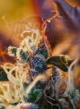 SWEET SEEDS - Cream Mandarine XL Auto
