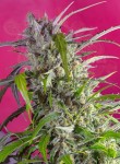 SWEET SEEDS - Crystal Candy Auto