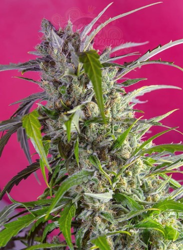 SWEET SEEDS - Crystal Candy Auto