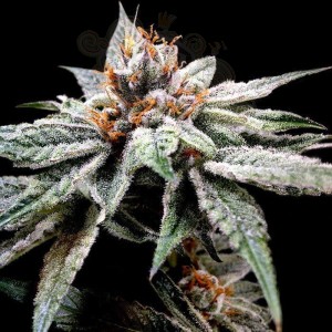 DNA GENETICS - Dj's Gold