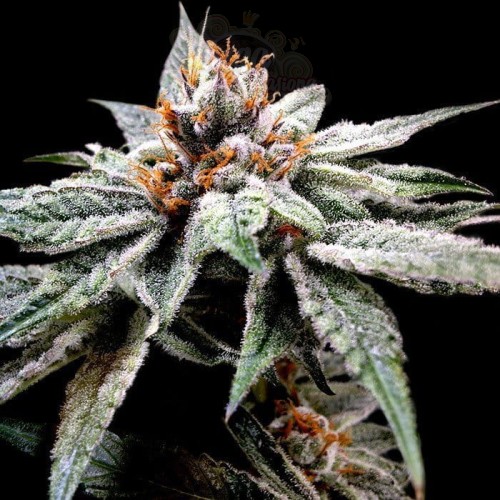 DNA GENETICS - Dj's Gold
