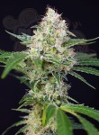SWEET SEEDS - Crystal Candy
