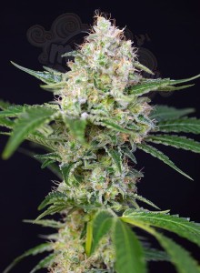 SWEET SEEDS - Crystal Candy