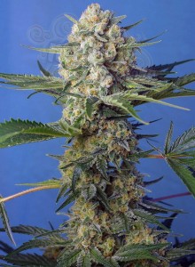 Sweet Seeds - Crystal Candy F1 Fast Version