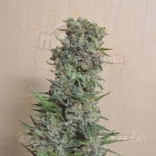 KALASHNIKOV SEEDS - Kalashnikov Original