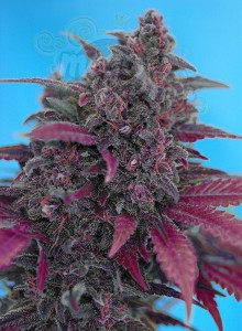 Sweet Seeds - Dark Devil Auto 