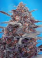SWEET SEEDS - Devil Cream Auto