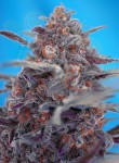 SWEET SEEDS - Devil Cream Auto