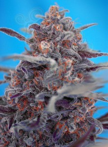 SWEET SEEDS - Devil Cream Auto