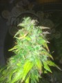 SWEET SEEDS - Fast Bud #2