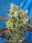 Sweet Seeds - Do Sweet Dos
