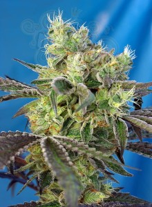Sweet Seeds - Do Sweet Dos