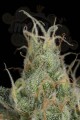 DINAFEM - Cheese CBD
